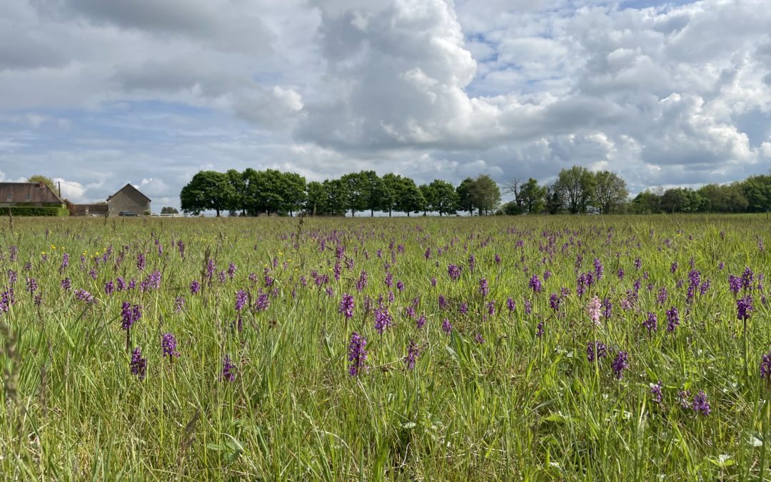 Orchidées sauvages au Bout du Monde
